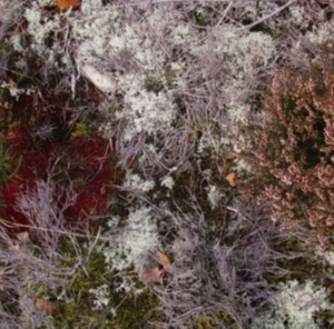 Fursaxa - Mycorrhizae Realm in the group CD / Pop-Rock at Bengans Skivbutik AB (1171964)