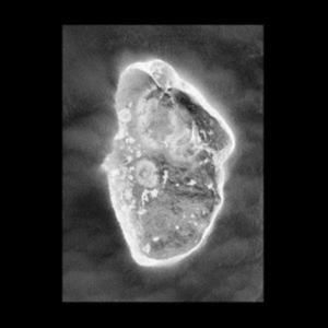 Lamanna Luciano - In Vitro in the group VINYL / Pop-Rock at Bengans Skivbutik AB (2042463)