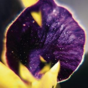 Fis - From Patterns To Details in the group VINYL / Pop-Rock at Bengans Skivbutik AB (2057156)