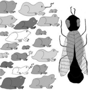 Pet Crow - A Simple Guide To Small And Medium in the group VINYL / Pop-Rock at Bengans Skivbutik AB (2422640)