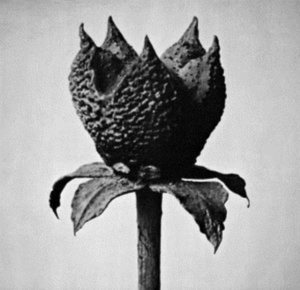 Fujita Masayoshi - Book Of Life in the group VINYL / Japansk Musik,Pop-Rock at Bengans Skivbutik AB (3310700)