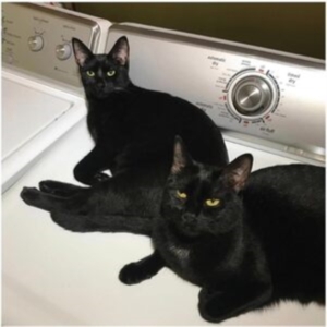 Prekop Sam & John Mcentire - Sons Of in the group OTHER / Övrigt / at Bengans Skivbutik AB (4296260)