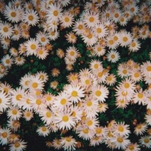 Bad Bad Hats - Bad Bad Hats (Pink Vinyl) in the group VINYL / Pop-Rock at Bengans Skivbutik AB (5521674)